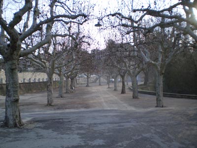 7.alberi-simbolo-in-Franci