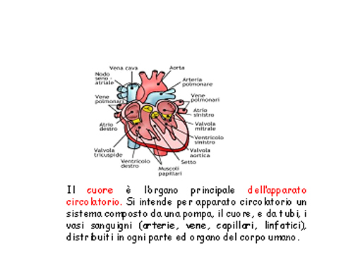 cuore20