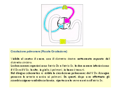 cuore30.ok