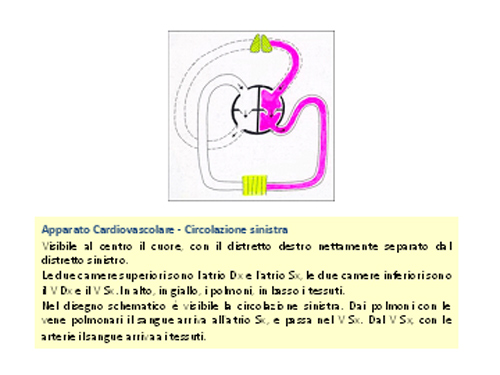 cuore31