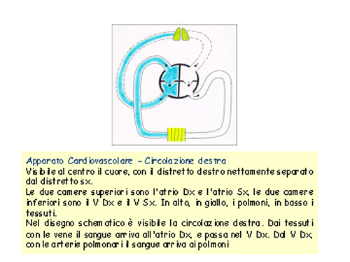 cuore32