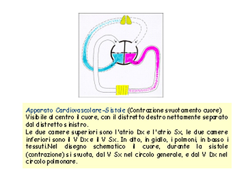 cuore34