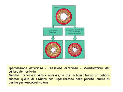 cuore43