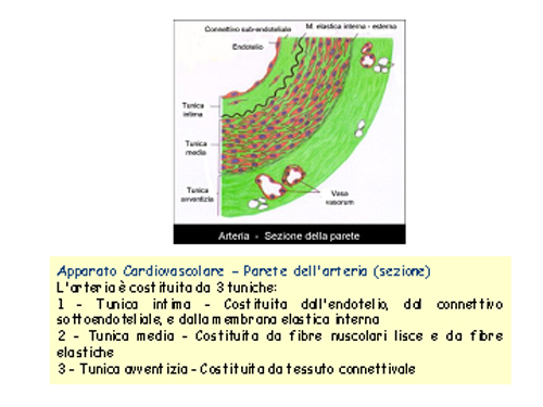 cuore44